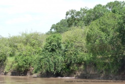 La moindre plage est squattée par les hippopotames