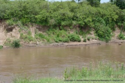 Un représentant des célèbres crocodiles de la rivière Mara
