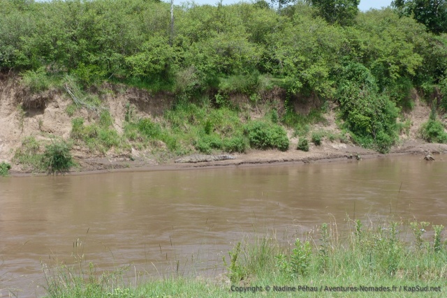 Un représentant des célèbres crocodiles de la rivière Mara