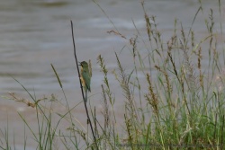 Un charmant petit oiseau