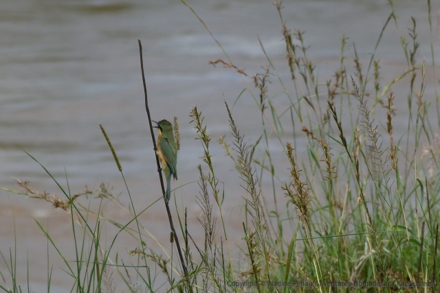 Un charmant petit oiseau