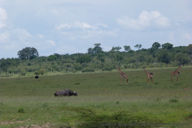La richesse de la faune est à la hauteur de la réputation de la réserve
