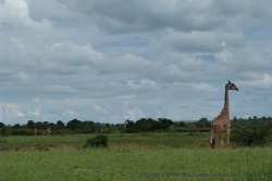 Un vrai festival de girafes