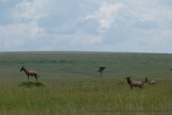 Une image caractéristique du Maasai Mara : un topi aux aguets sur son monticule de terre