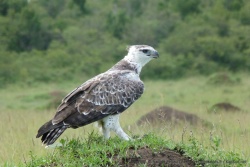 Un très beau rapace