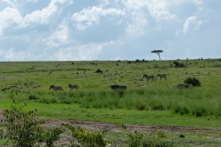 La combinaison des herbivores change sans cesse