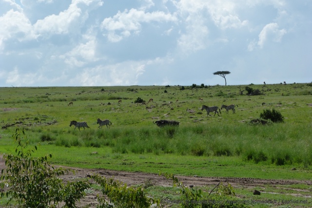 La combinaison des herbivores change sans cesse