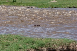 Les flots tumultueux de la rivière ne semble pas perturber cet hippopotame