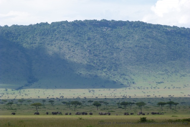 Un magnifique troupeau d'éléphants dans de si beaux paysages, que demander de plus ?