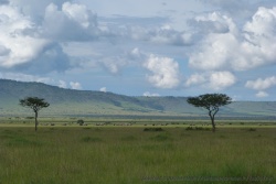 Les éléphants font si minuscules dans cette vallée immense