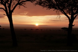2ème partie - Kenya : Masai Mara suite et remontée par l'Ouest du Kenya