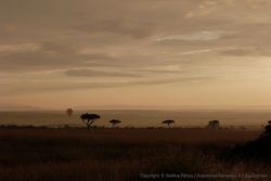 La lumière dorée inonde le Maasai Mara