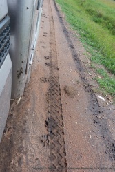 On vient de trouver des traces très fraîches de gros chat !