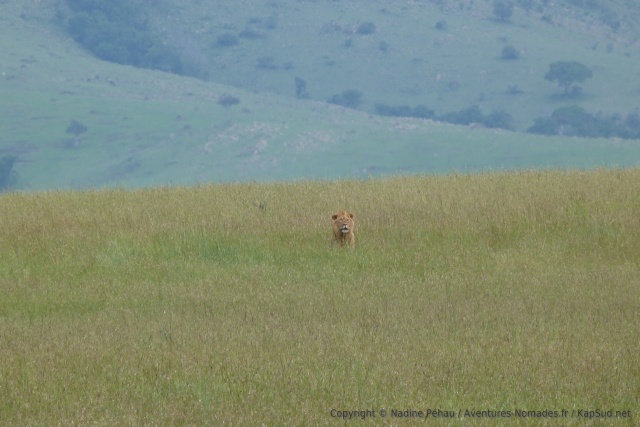 Un lion perdu dans les hautes herbes