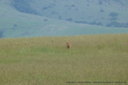Un lion perdu dans les hautes herbes