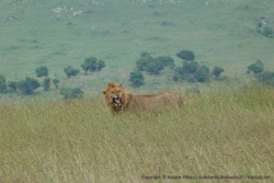 Le lion fait beaucoup de grimaces