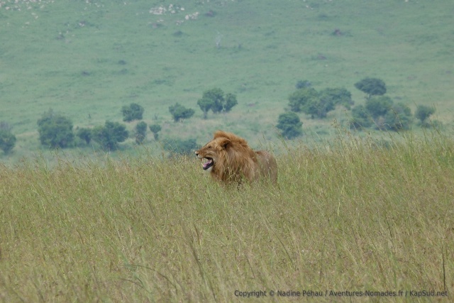 En retroussant ses babines, le lion détecte si la lionne est fécondable ou pas