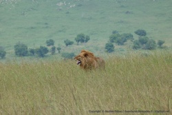 En retroussant ses babines, le lion détecte si la lionne est fécondable ou pas