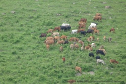 Sur les flancs de la montagne, un berger Maasai et son troupeau