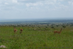 De jolies petites gazelles paissent tranquillement