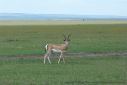 Les animaux sont encore très présents, ici un beau mâle, gazelle de Grant