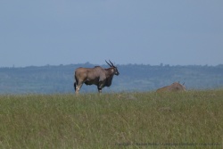 L'éland du cap est sans conteste la plus grande antilope d'Afrique
