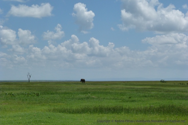 Un très bel éléphant se promène en solitaire