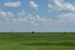 Un très bel éléphant se promène en solitaire