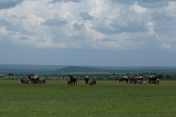 Paradoxalement, tous les gnous qu'on a vus étaient à l'extérieur du Maasai mara