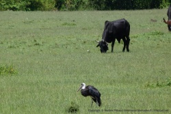 Une espèce de cigogne noire traine aux mileu des troupeaux de vaches