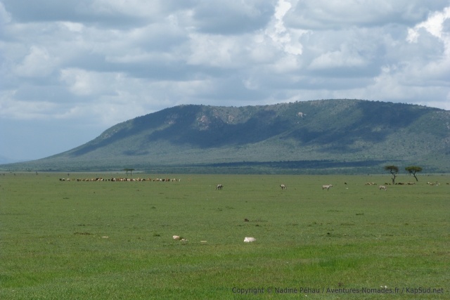 Les animaux sauvages se mêlent aux troupeaux Maasai