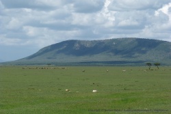 Les animaux sauvages se mêlent aux troupeaux Maasai