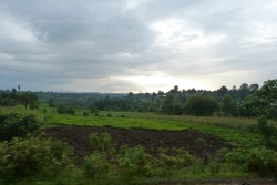 Les premières plantations de thé