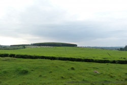 Une immense plantation de thé à échelle industrielle