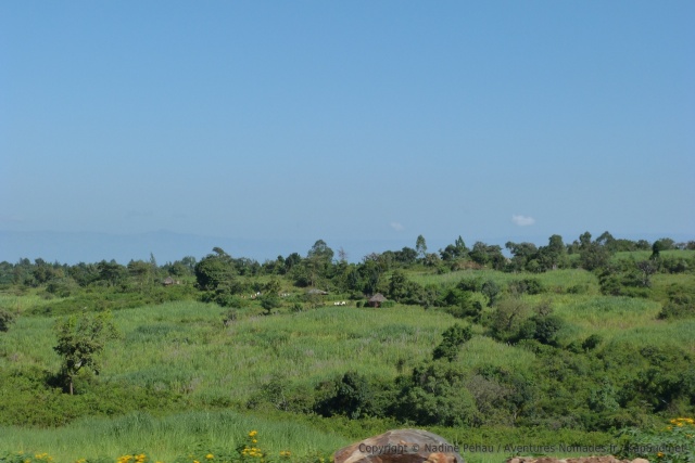 Les arbres servent de séparation entre les parcelles
