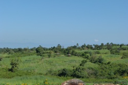 Les arbres servent de séparation entre les parcelles