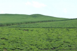 Plantations de thé