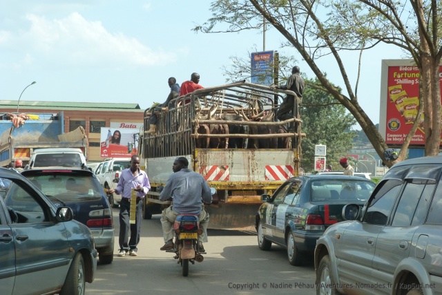 De pauvres vaches ankoles perdues dans les embouteillages monstres de Kampala