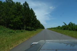 Bizarre de voir des pins en Ouganda