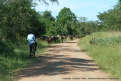 Les vaches Ankoles aux cornes extraordinaires