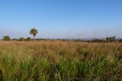 Paysages de savane déséchée au nord du Murchinson Falls NP
