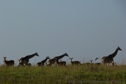 Croisement de girafes et de gazelles