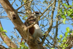 Un nouveau venu dans notre bestiaire, un joli singe au toupet rouge appelé patas monkey