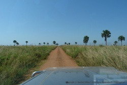 De beaux palmiers viennent agrémenter les paysages de savane
