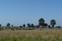 Petit à petit, la forêt de palmiers l'emporte sur l'herbe déséchée