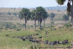 Au moindre filet d'eau, on retrouve les buffles