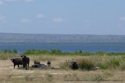 Buffles avec en fond, le lac Albert