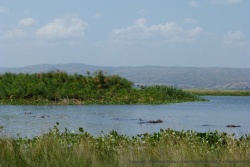 Les hippopotames ont trouvé leur paradis