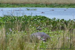 Quand un gros machin dépasse de la surface, c'est souvent un hippopotame qui fait la sieste