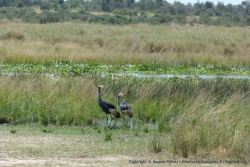 Les grues courronnées, emblèmes de l'Ouganda